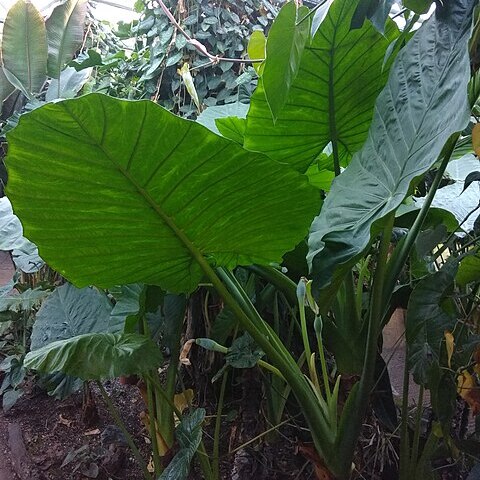 Alocasia cadieri unspecified picture