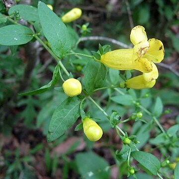 Aureolaria patula unspecified picture