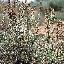 Artemisia papposa unspecified picture