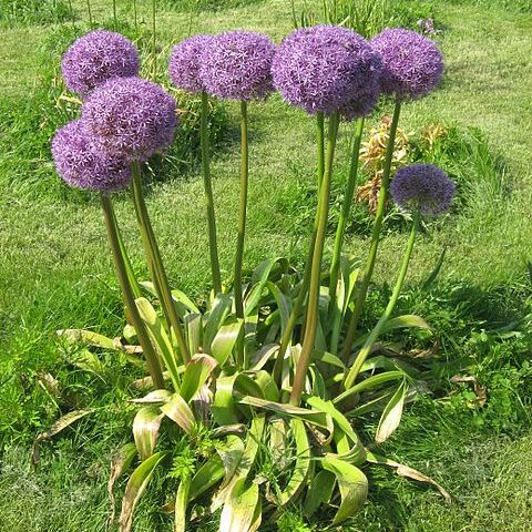 Allium hollandicum unspecified picture