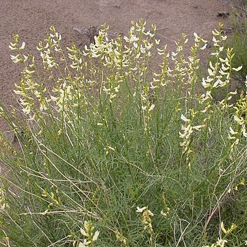 Astragalus filipes unspecified picture