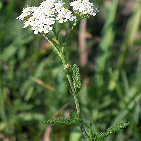 Achillea unspecified picture