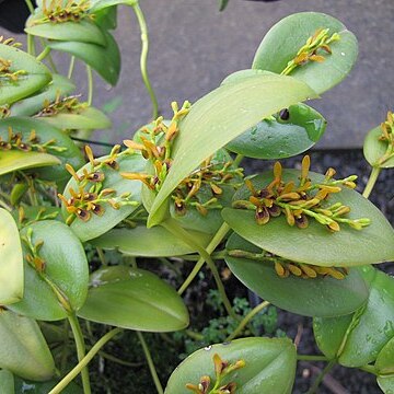 Acianthera exarticulata unspecified picture