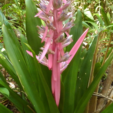 Aechmea marauensis unspecified picture