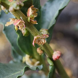 Anisomeria coriacea unspecified picture