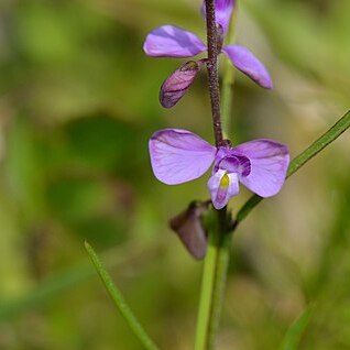 Asemeia violacea unspecified picture