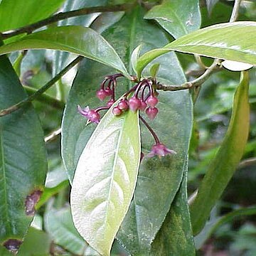 Ardisia solanacea unspecified picture