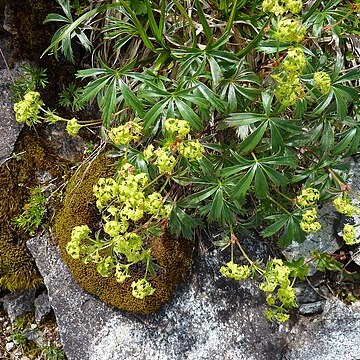 Alchemilla sericea unspecified picture