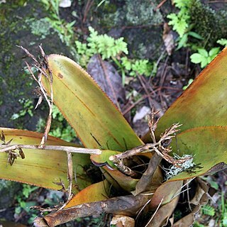 Aechmea mulfordii unspecified picture