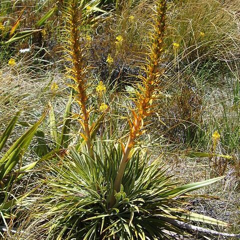 Aciphylla unspecified picture