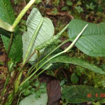 Anthurium amoenum unspecified picture