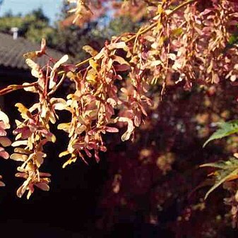 Acer micranthum unspecified picture