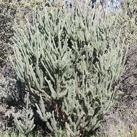 Adenanthos cygnorum unspecified picture