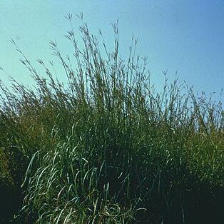 Andropogon gerardii unspecified picture