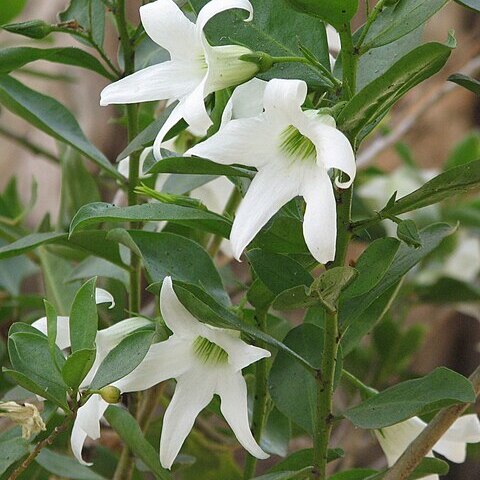 Anthocercis viscosa unspecified picture