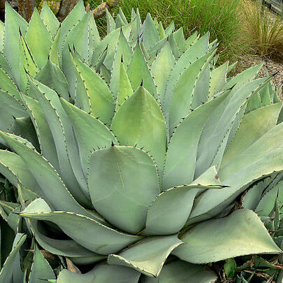 Agave flexispina unspecified picture