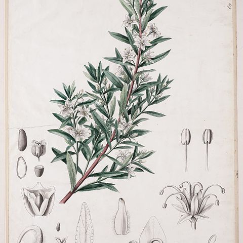 Agathosma serratifolia unspecified picture