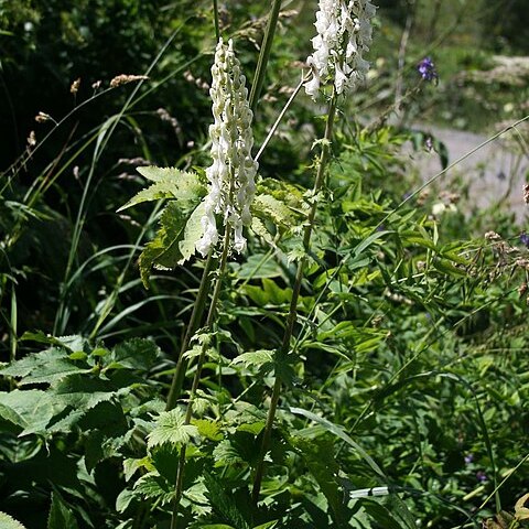 Aconitum orientale unspecified picture