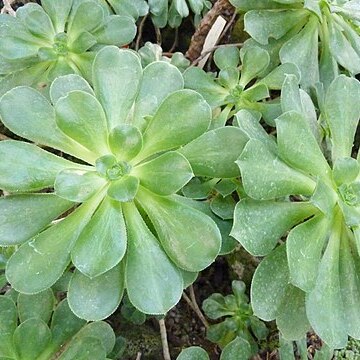 Aeonium gomerense unspecified picture