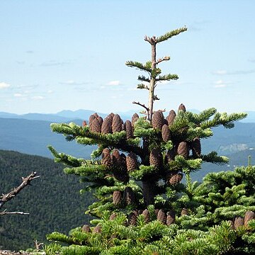 Abies balsamea var. phanerolepis unspecified picture