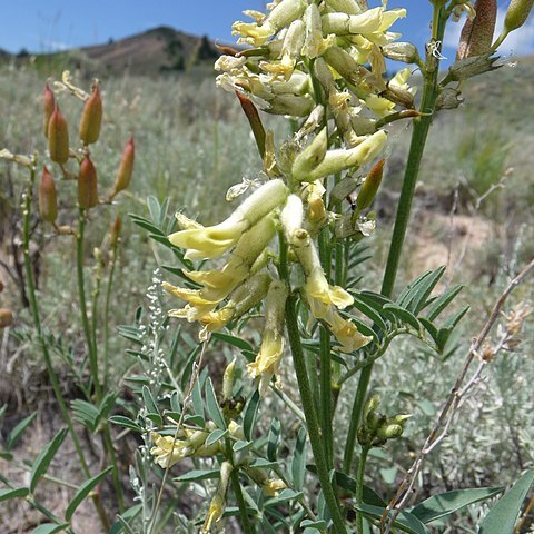 Astragalus scaphoides unspecified picture