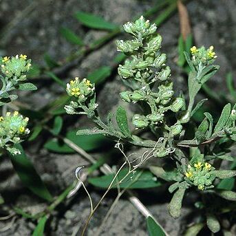 Alyssum unspecified picture