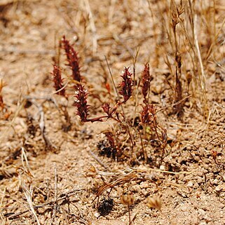 Pleurophora unspecified picture