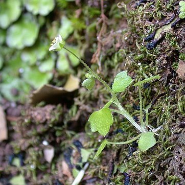 Saxifraga hederacea unspecified picture