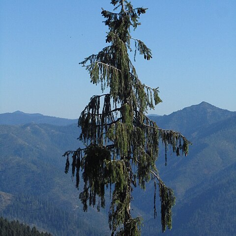 Picea breweriana unspecified picture