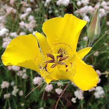 Calochortus clavatus unspecified picture