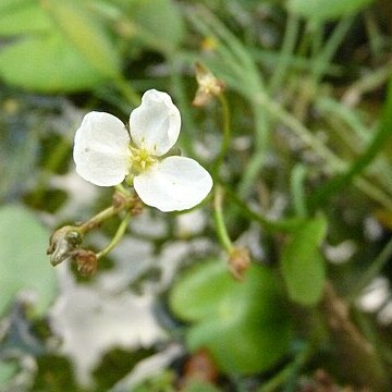 Sagittaria pygmaea unspecified picture