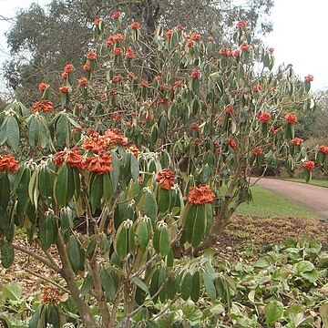 Rhododendron lanigerum unspecified picture