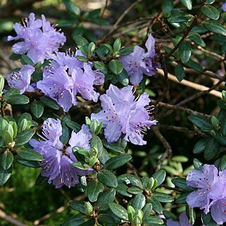 Rhododendron russatum unspecified picture