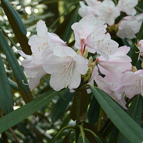 Rhododendron adenopodum unspecified picture