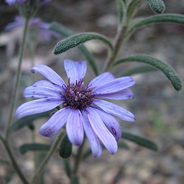 Olearia asterotricha unspecified picture