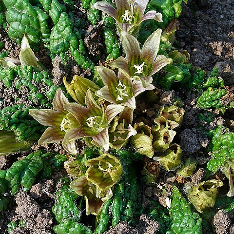 Mandragora unspecified picture