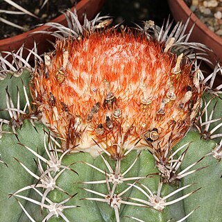 Melocactus bahiensis unspecified picture