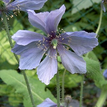 Meconopsis horridula unspecified picture