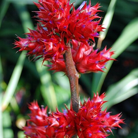 Hohenbergia stellata unspecified picture