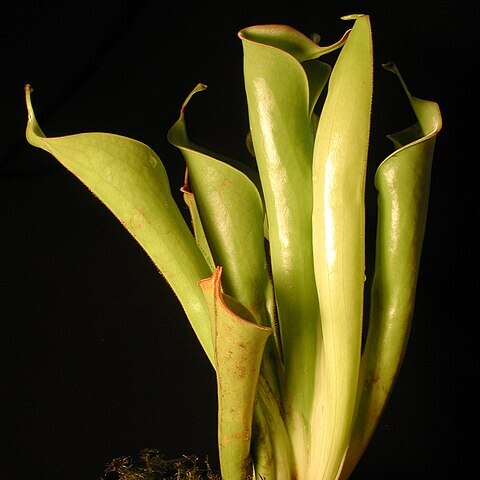 Heliamphora tatei unspecified picture