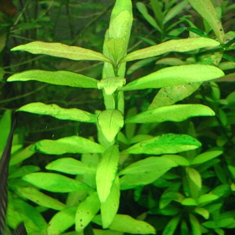 Hygrophila polysperma unspecified picture