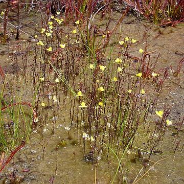 Utricularia subulata unspecified picture