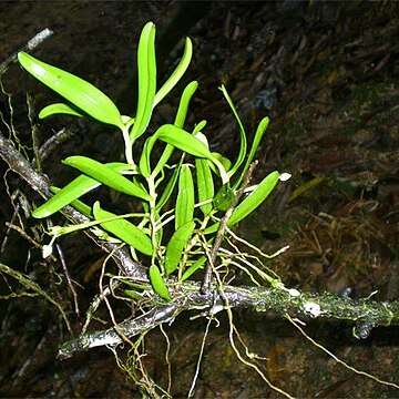 Thrixspermum trichoglottis unspecified picture