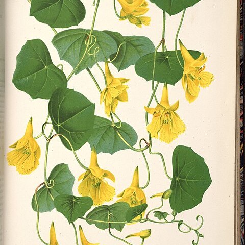 Tropaeolum pendulum unspecified picture