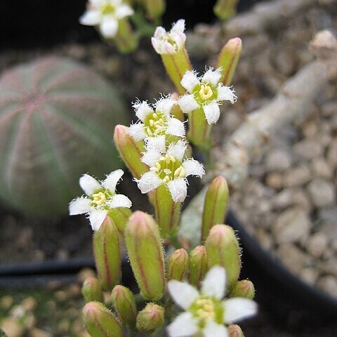 Tylecodon bodleyae unspecified picture