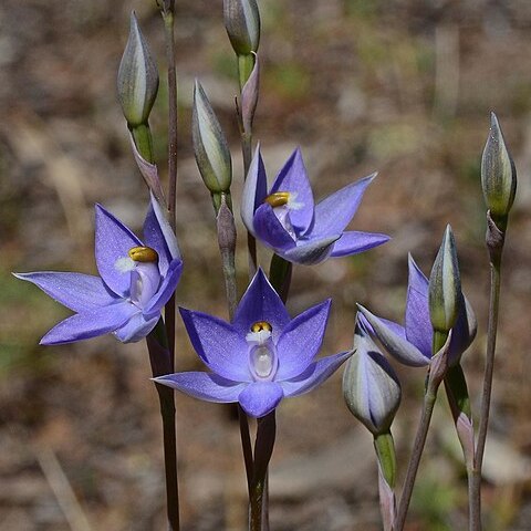 Thelymitra alcockiae unspecified picture