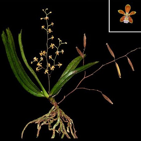 Trichoglottis ramosa unspecified picture