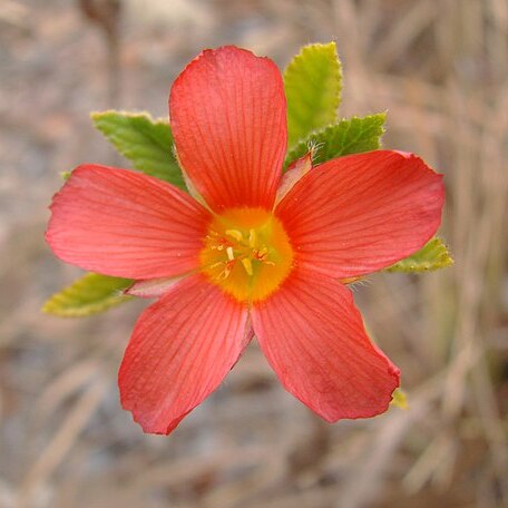 Turnera longiflora unspecified picture