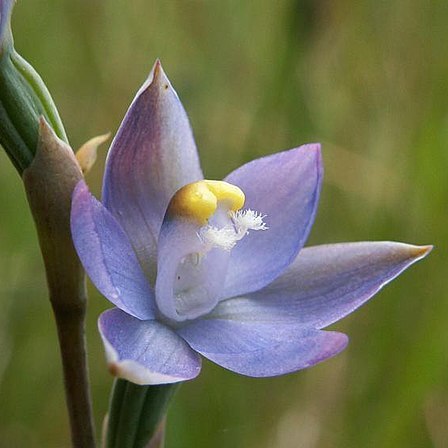 Thelymitra basaltica unspecified picture