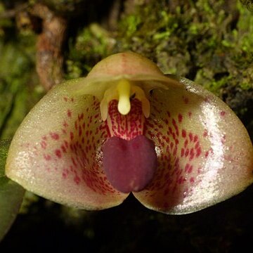 Bulbophyllum bonaccordense unspecified picture